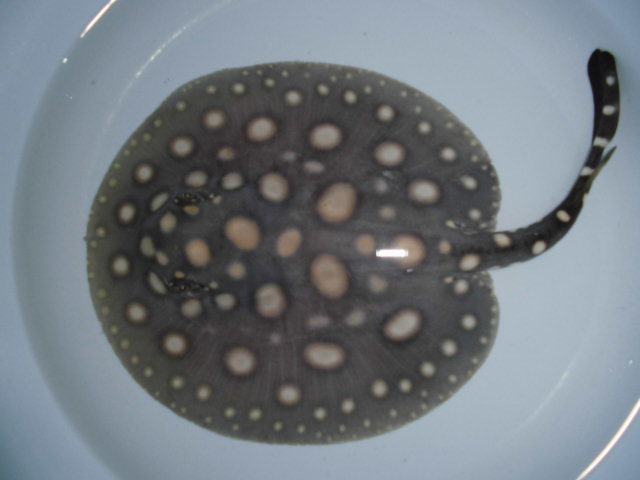 e0143096_11451221.jpg