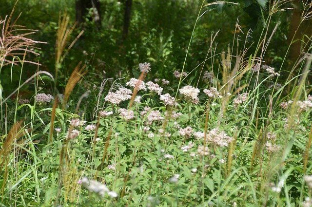 c0124100_18145741.jpg