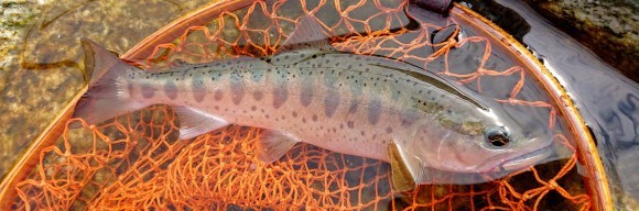 f0266202_07012017.jpg