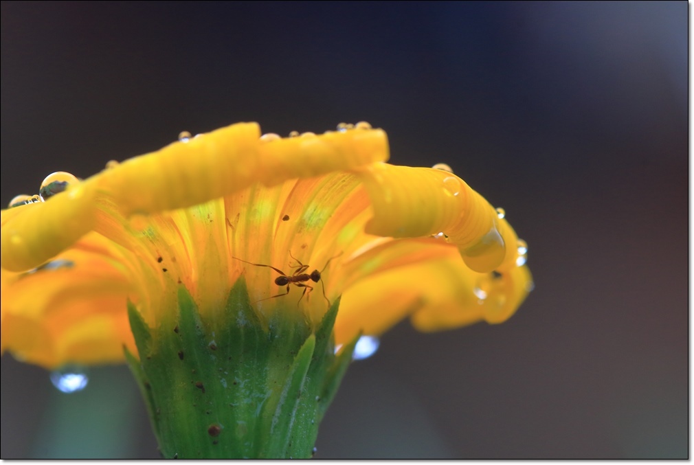 雨の日フォト_a0057905_16493512.jpg