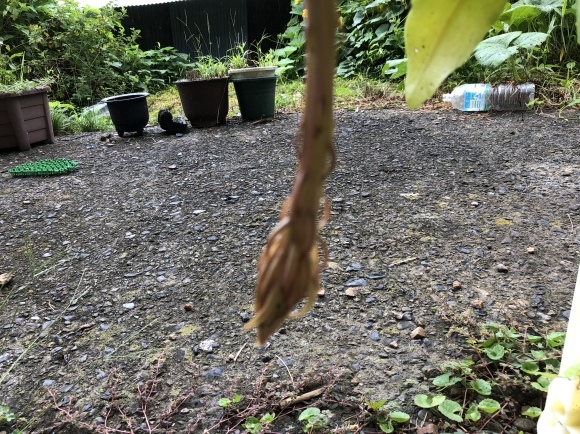 d0237309_21231649.jpeg