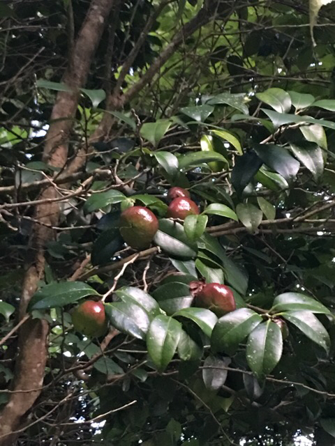 c0212823_06431834.jpg