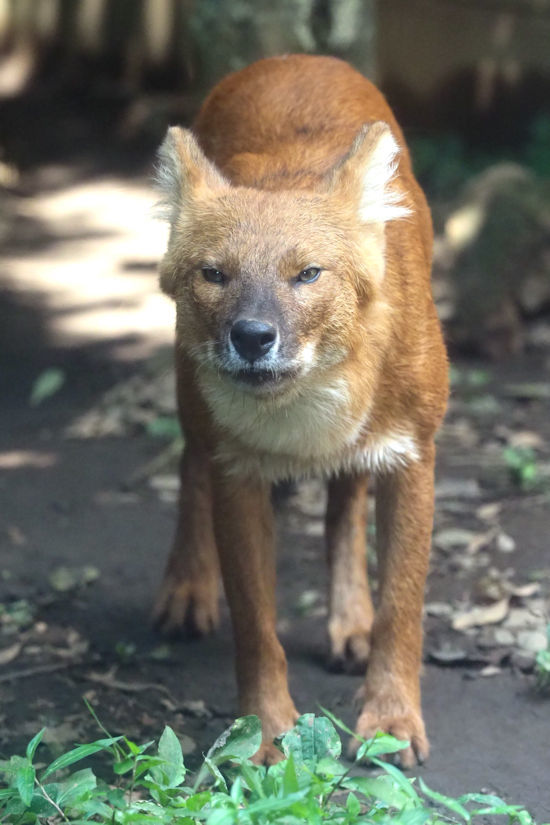 ドールの ケーシー 動物園放浪記