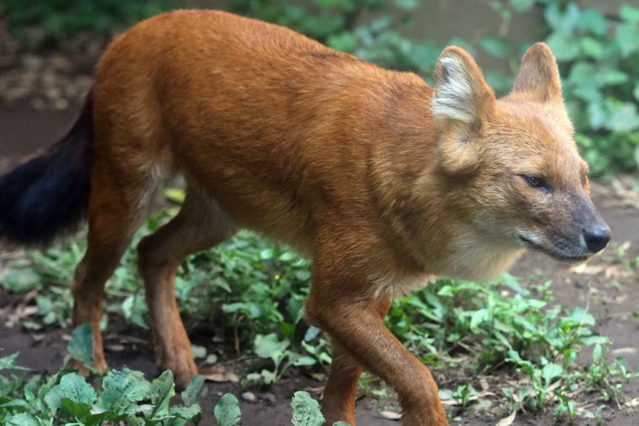 動物園放浪記