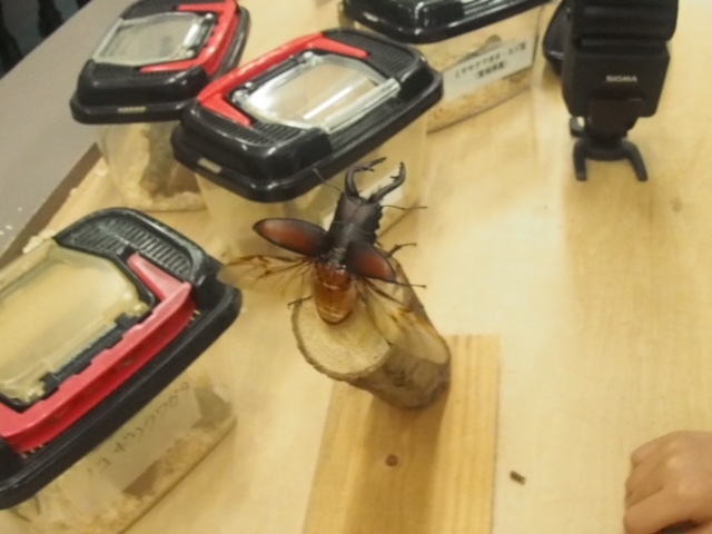 f0177529_04283435.jpeg