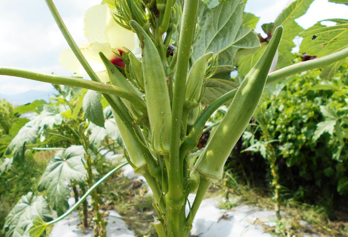 夏野菜定食_d0351435_12200569.jpg
