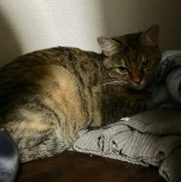 f0372445_11044954.jpeg
