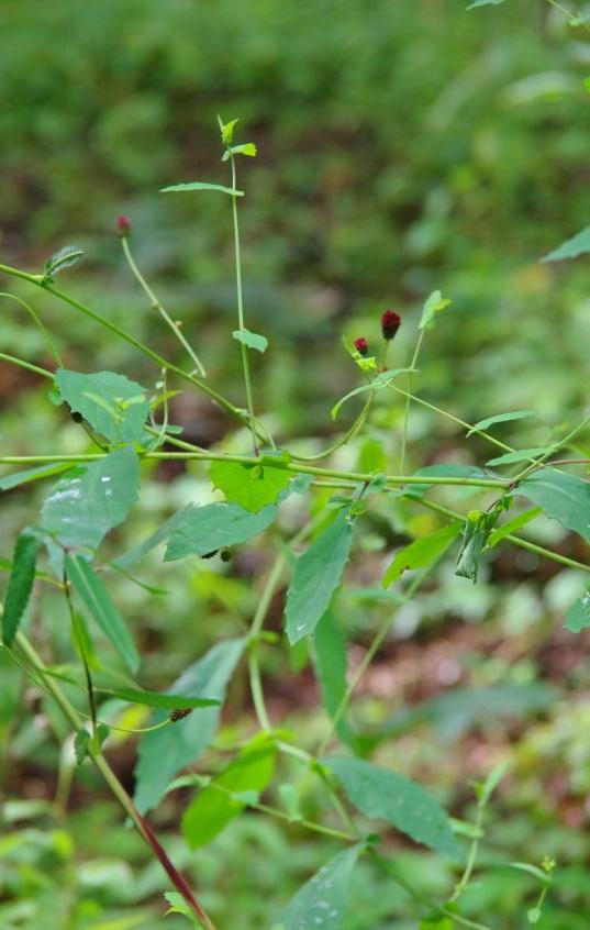 祝 吾亦紅の花発見 暮らしてみれば In Kitakaruizawa