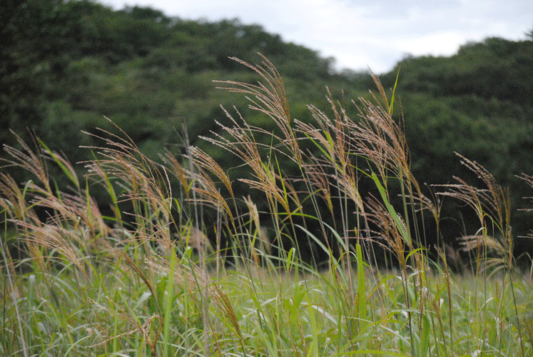 a0001354_20124080.gif