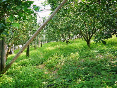 デコポン（肥後ポン）　果実の成長と元気な夏芽　匠の管理で樹勢もバッチリです！_a0254656_18135602.jpg