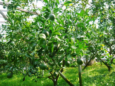 デコポン（肥後ポン）　果実の成長と元気な夏芽　匠の管理で樹勢もバッチリです！_a0254656_18505147.jpg