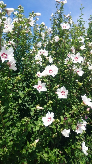 盆に咲く花ムクゲ 農園花の木の四季