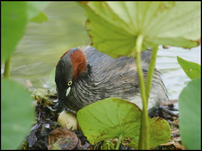 久しぶりの鳥撮_a0284658_09202579.jpg