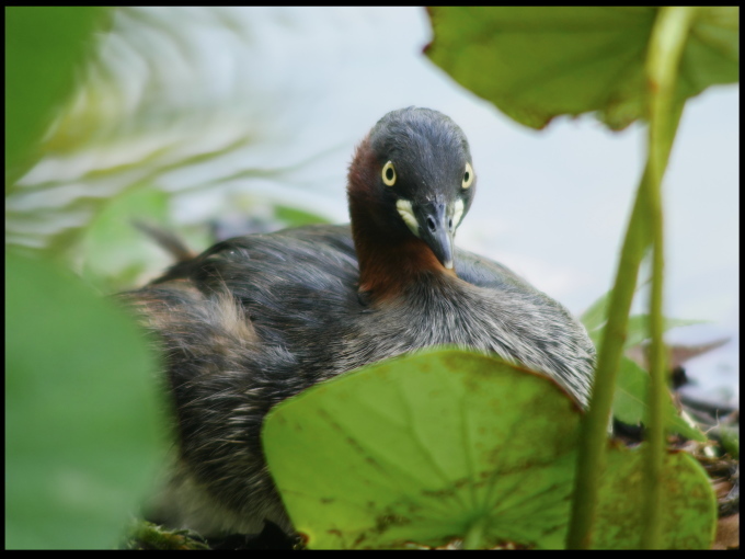 久しぶりの鳥撮_a0284658_09210578.jpg