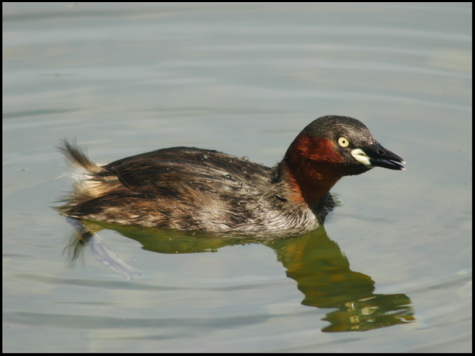 久しぶりの鳥撮_a0284658_09224654.jpg