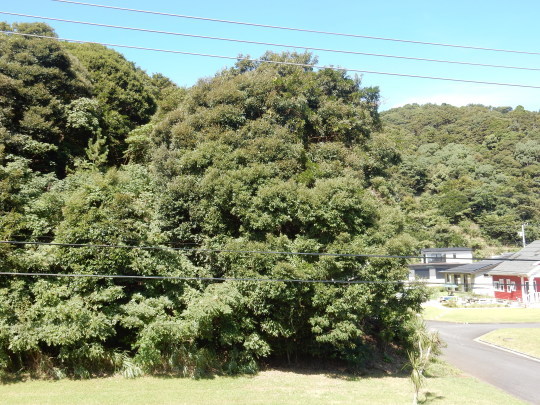 ’18,8,16(木)夕方散歩とセンニンソウ!_f0060461_09400393.jpg