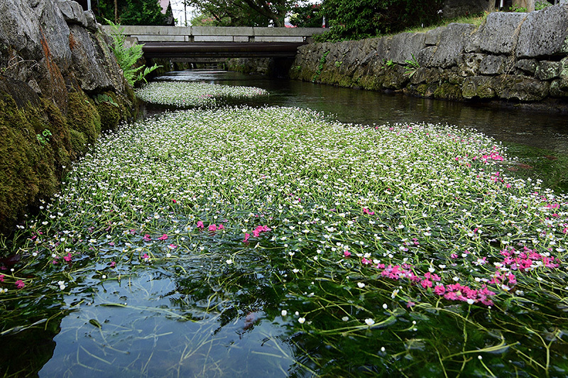 醒ヶ井 梅花藻 ちょっとそこまで