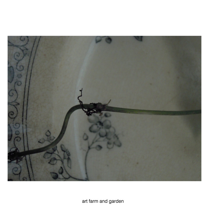 山芋の子供 むかご Art Farm Gardenの庭 アート農場と庭 山芋の子供 むかご Art Farm Gardenの庭 アート農場と庭