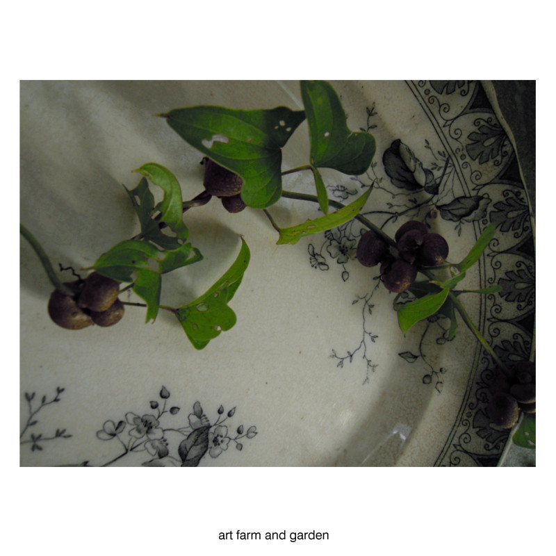 山芋の子供 むかご Art Farm Gardenの庭 アート農場と庭 山芋の子供 むかご Art Farm Gardenの庭 アート農場と庭