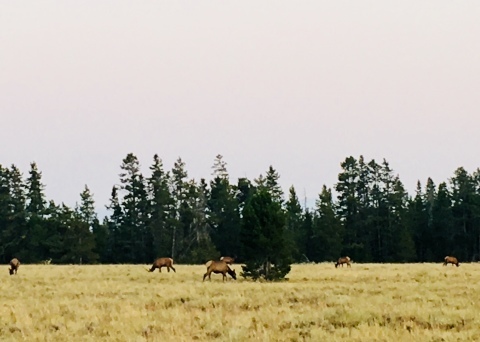 Jackson ＠ Grand Teton National Park_d0233672_03265752.jpeg