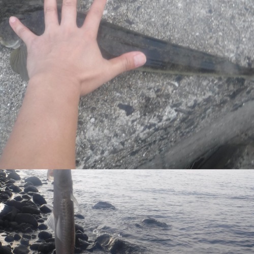 夕方釣行_d0195183_00511482.jpeg