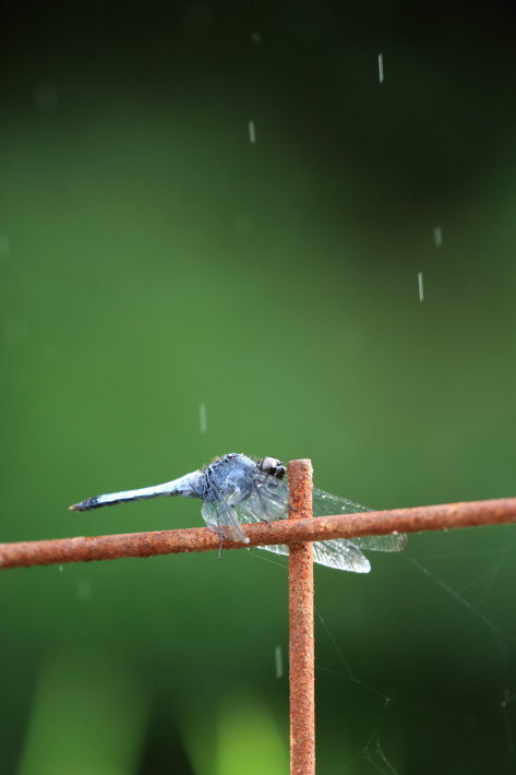 稲穂と雨_c0358784_20062908.jpg