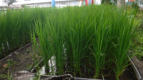 8月9日の学校田(緑ヶ丘小学校より)_d0247484_10181885.jpg