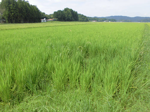 8月15日の田んぼ(目黒角田絆交流田)_d0247484_14572129.jpg