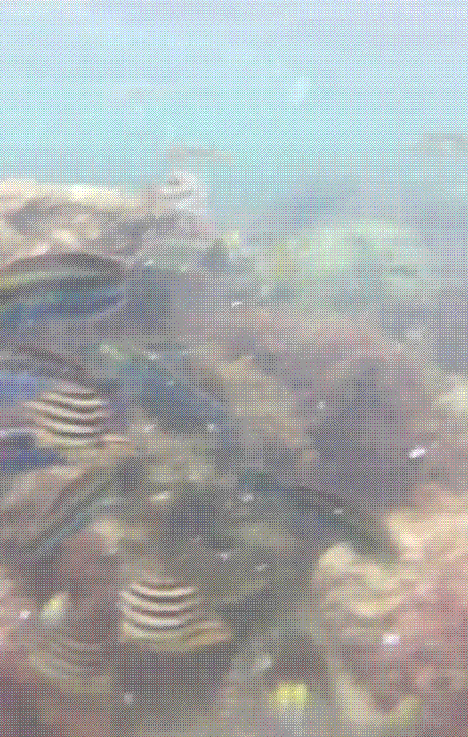 e0199691_23185834.gif