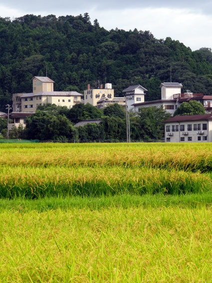 実るほど頭を垂れる稲穂かな_b0145296_08253132.jpg