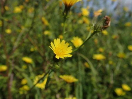 e0120896_07255969.jpg