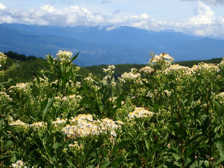 e0120896_07261707.jpg