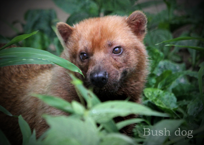 ヤブイヌ:Bush dog _b0249597_08123834.jpg