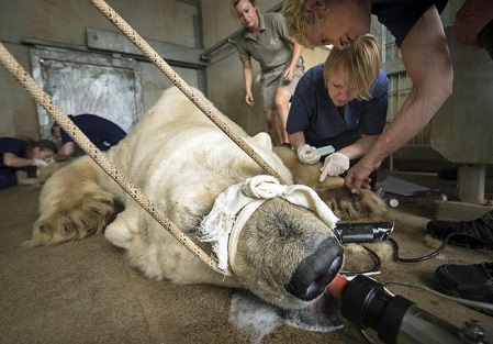 イギリスのヨークシャー野生動物公園のヴィクトルが花粉アレルギー検査を受ける Polarbearology Conjectaneum イギリスのヨークシャー野生動物公園のヴィクトルが花粉アレルギー検査を受ける Polarbearology Conjectaneum