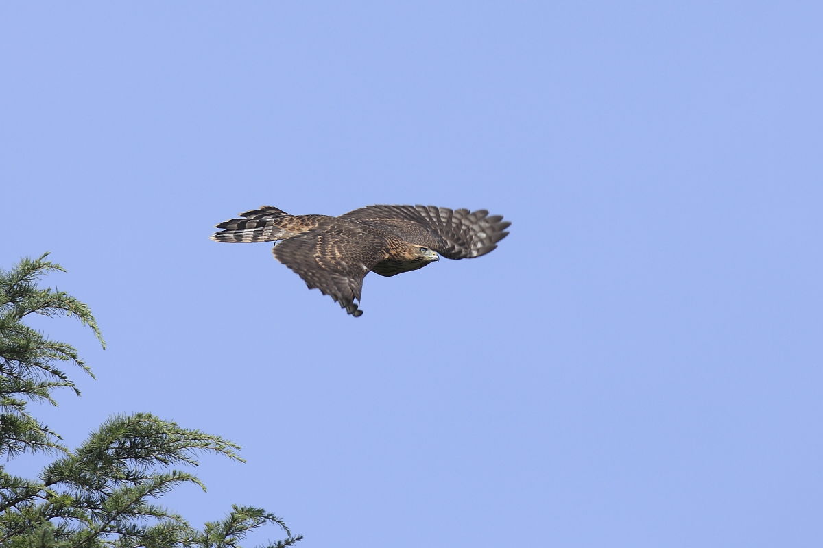 オオタカ　若鳥の飛翔_f0369315_14191264.jpg