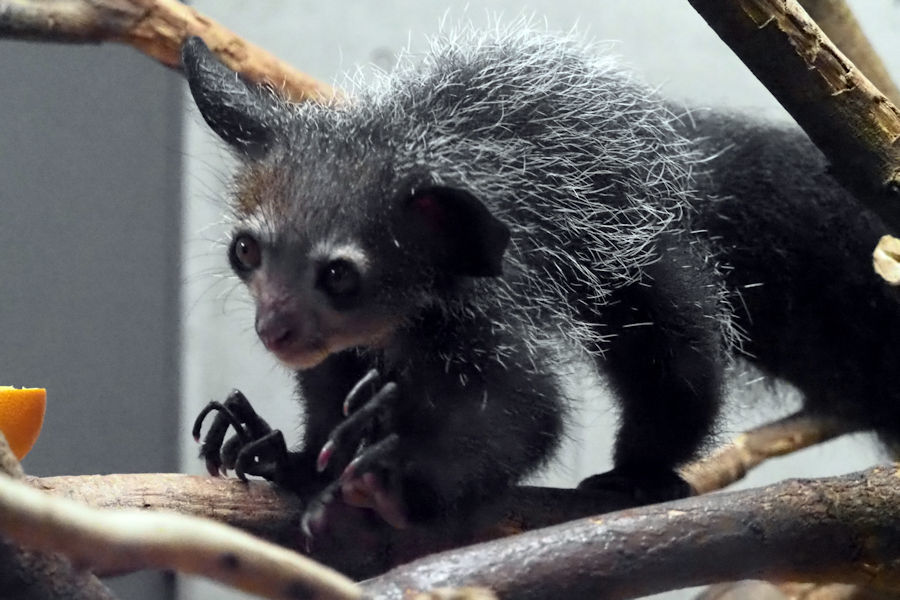 真夏の夜の動物園のアイアイ 動物園放浪記