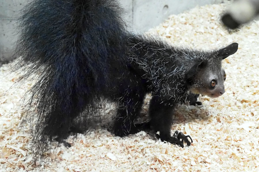 真夏の夜の動物園のアイアイ_f0224624_21255542.jpg