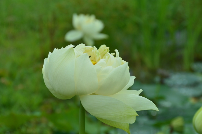 18.8.17 ハスの花_c0172234_22505540.jpg