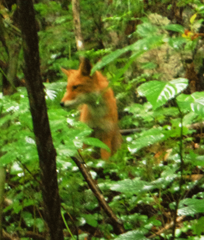e0371039_10341939.gif