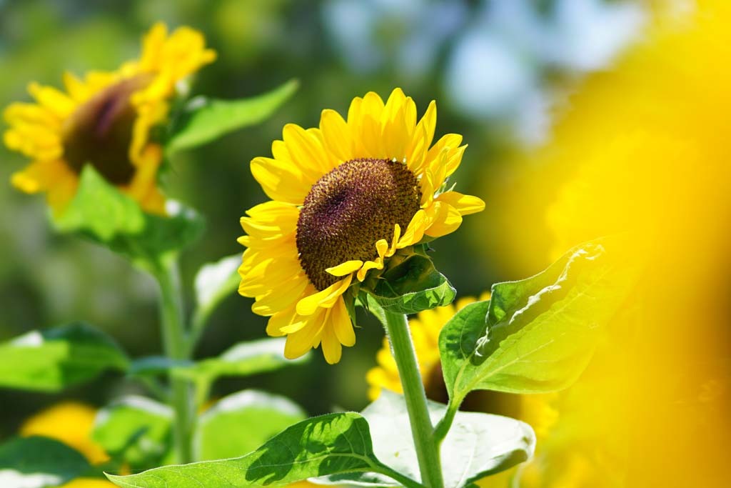 長居植物園のヒマワリ@2018-08-14_d0250840_20585075.jpg