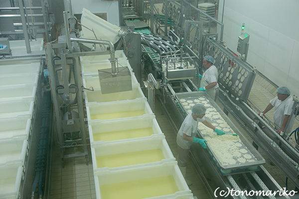 チーズ工場の見学と搾りたて牛乳_c0024345_17541303.jpg