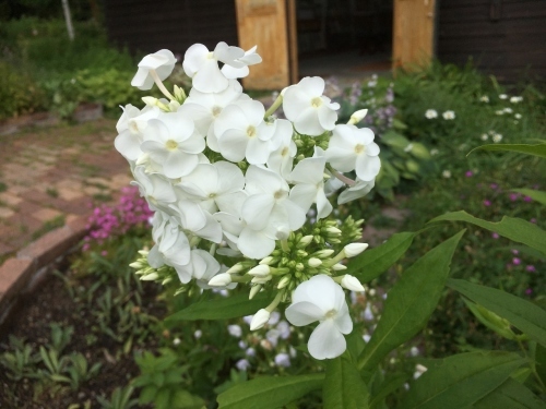 先週も、今週も雨、急に涼しく！_e0326953_23253156.jpg