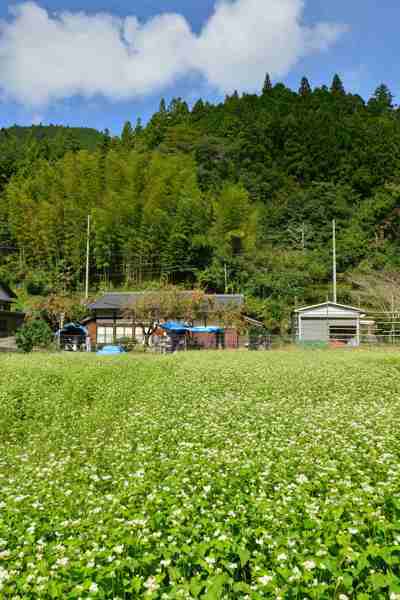 ソバの収穫風景（3）_a0109257_04404504.jpg