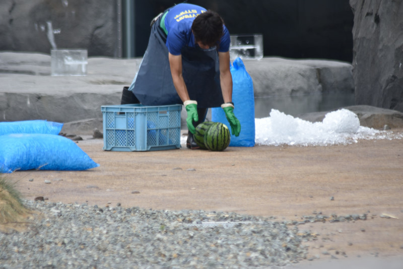 ほっきょくぐまのいちにち 2018/08/09　氷のプレゼント_f0393964_22262439.jpg