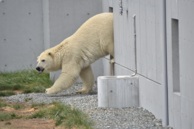 ほっきょくぐまのいちにち 2018/08/09　氷のプレゼント_f0393964_22262462.jpg