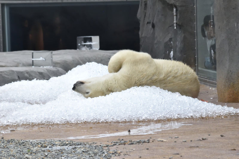 ほっきょくぐまのいちにち 2018/08/09　氷のプレゼント_f0393964_22264281.jpg