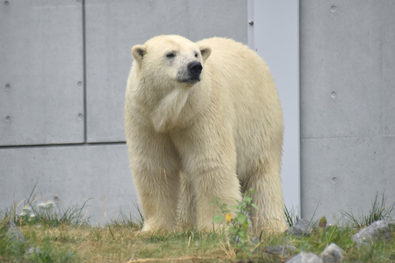 ほっきょくぐまのいちにち 2018/08/09　氷のプレゼント_f0393964_22271215.jpg