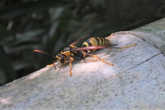 アシナガバチの巣を駆除 18 8 17 舞岡公園の自然２