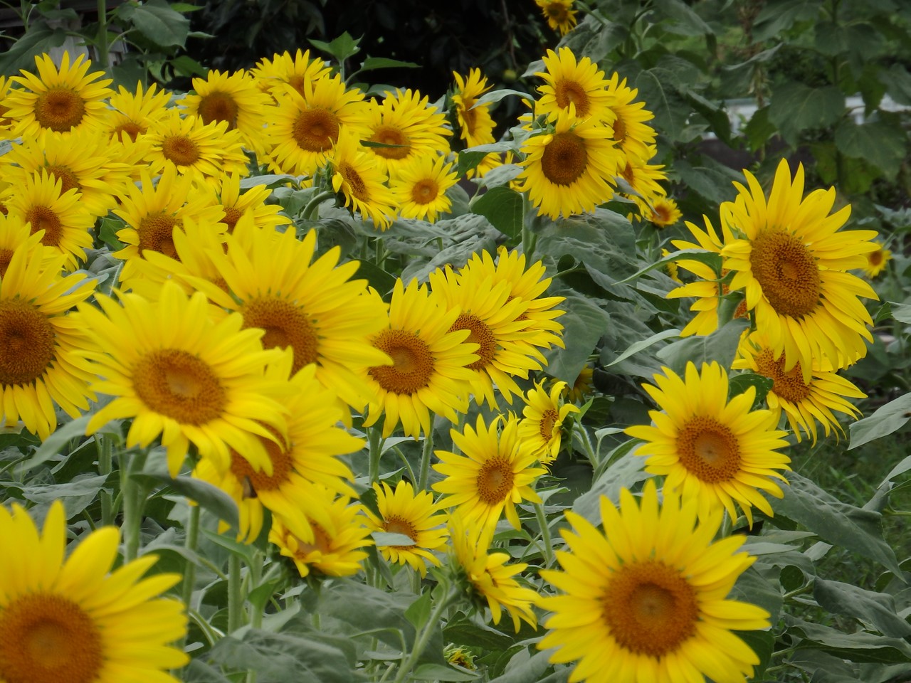 d0054276_2050382.jpg
