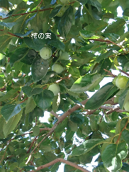 b0224081_12464417.png